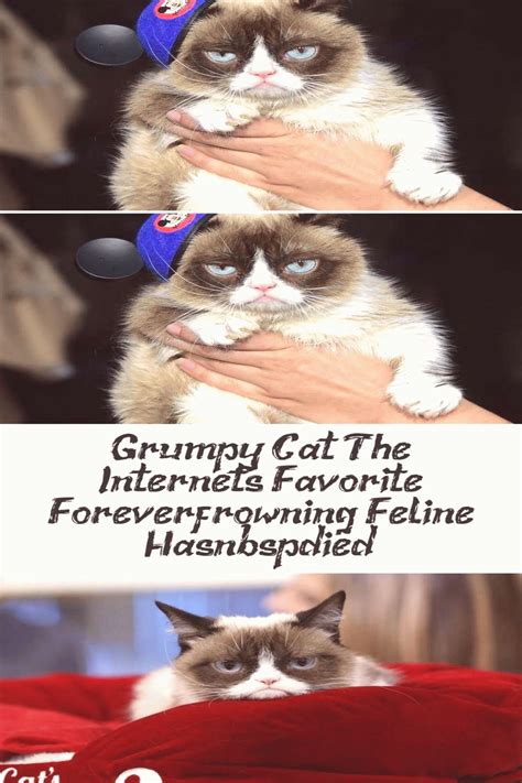 Grumpy Cat Meme Died How Do I Search Using An Image On My Iphone