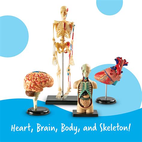 Buy Learning Resources Anatomy Models Bundle Set 4 Stem Anatomy
