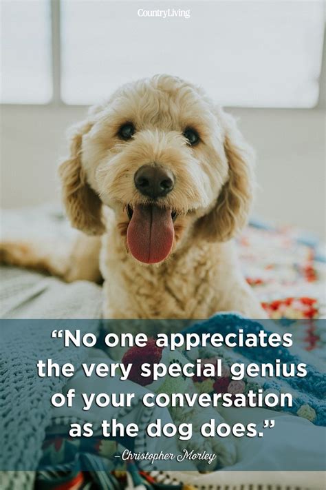 20 Cute Dog Love Quotes Puppy Sayings And Dog Best Friend Quotes