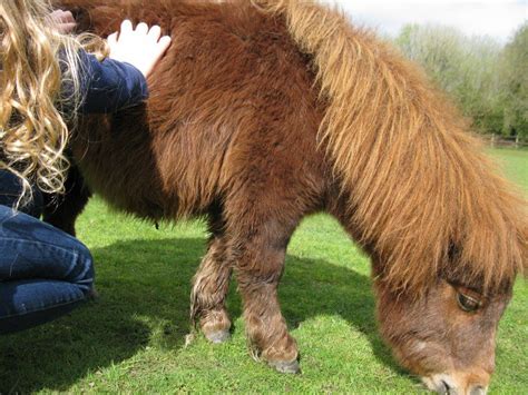 The Miniature Pony Centre Moretonhampstead Dartmoor National Park