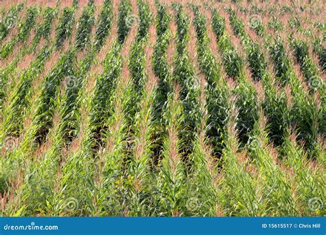 Corn Field Rows Royalty Free Stock Photography Image 15615517
