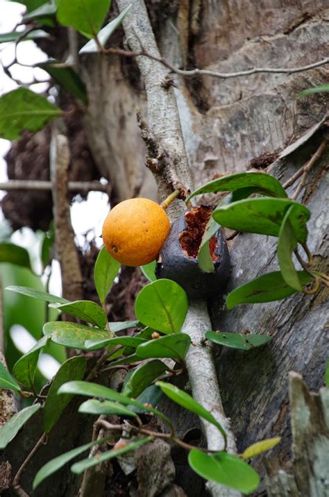 Maybe you would like to learn more about one of these? Trees and Plants: (Climbing Fig) Ficus punctata