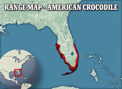 Florida Seeing Comeback Of Crocodiles As Residents Report Reptile