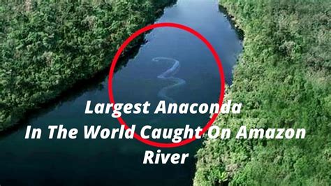 Green Anaconda Amazon Forest Animals Largest Snake In The World