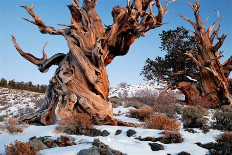 Meet The Methuselah Tree The Oldest Tree In The World