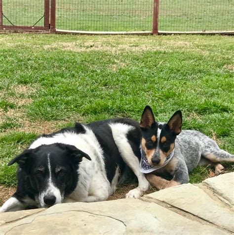 Older dog attacking new puppy? Your Older Dog & New Puppy - Lucky Dog Training Center