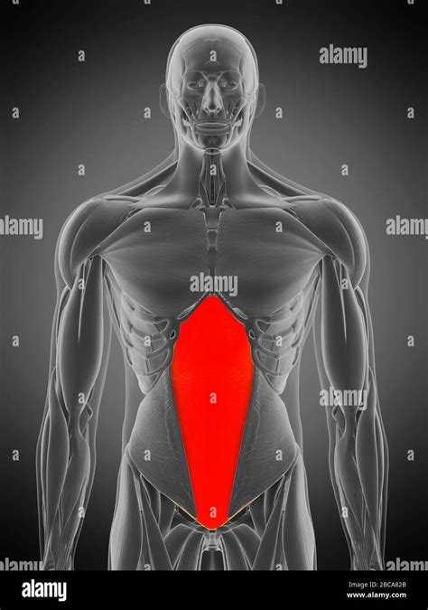 Transversus Abdominis Hi Res Stock Photography And Images Alamy