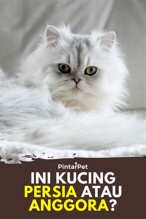 Beda Kucing Persia Dan Anggora Kuliahapps