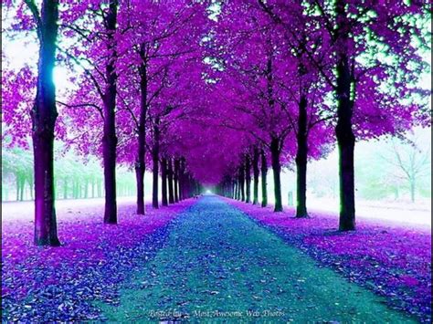 Beautiful Purple Trees Nature Beautiful Tree