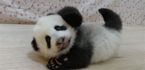 Pin By Lily Lahr On Pandas Baby Panda Panda Bear Panda