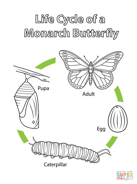 Life Cycle of a Monarch Butterfly coloring page | Free Printable