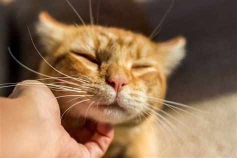Feline Chin Acne Possible Causes Signs And Treatment