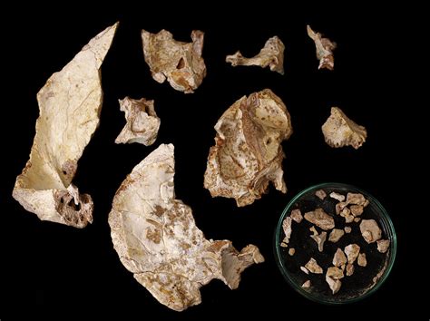 Fossil Hominin Skull And Fragments Aroeira 3 Photograph By Javier