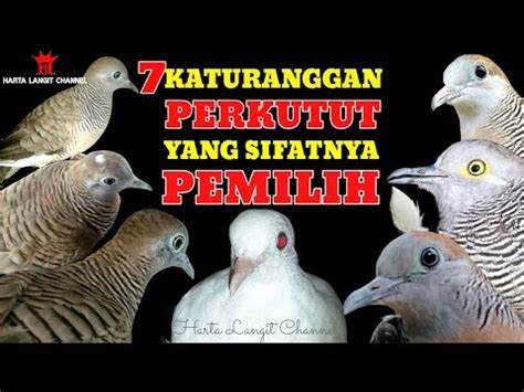 7 Katuranggan Perkutut yang sifatnya pemilih - YouTube