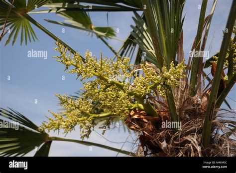 Trachycarpus Fortunei Flower Hi Res Stock Photography And Images Alamy