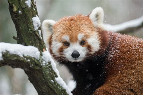 Play 3 pandas in brazil for free on hopy.com! Facts About Red Pandas | Live Science
