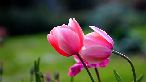 Free Download Tulip Flower Wallpaper 1920x1080 For Your Desktop