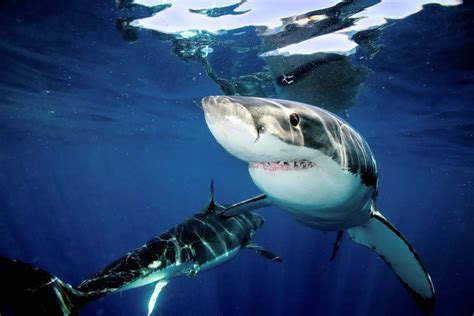 Sintético 168 El Tiburon Es Un Animal Vertebrado Olimpiadaquimicagtomx