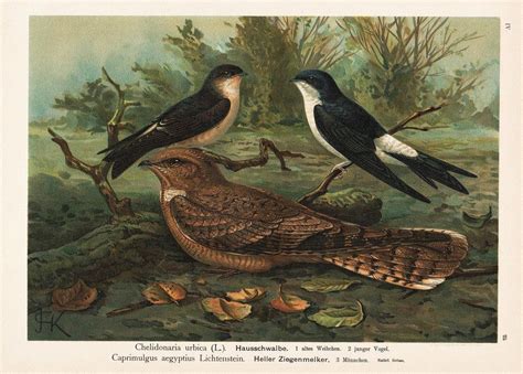 Ziegenmelker (art) — ziegenmelker ziegenmelker (caprimulgus europaeus) systematik ordnung: Hausschwalbe, Heller Ziegenmelker Schwalbe swallow ...