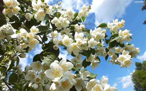 Sky Flower Jasmine For Desktop Wallpapers 2560x1600
