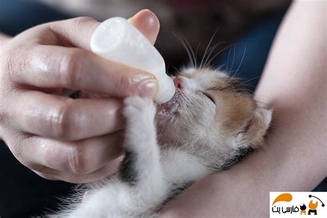 نحوه تغذیه بچه گربه بدون مادر کامل ترین مقاله 2020 درباره روش تغذیه بچه گربه ها فارسی پت