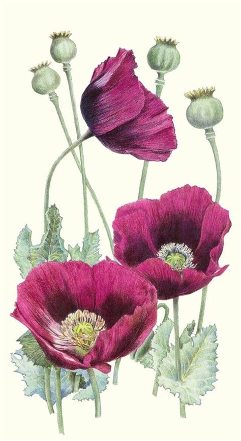 Poppies Poppies Poppies Art In 2019 Botanical Drawings