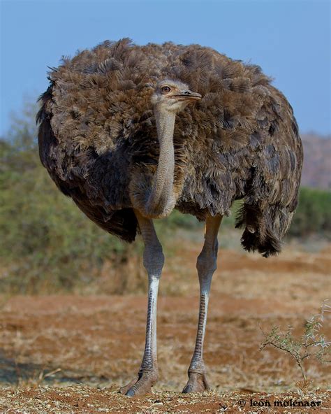 Female Ostrich Wild South Africa Kruger National Park Leon Molenaar