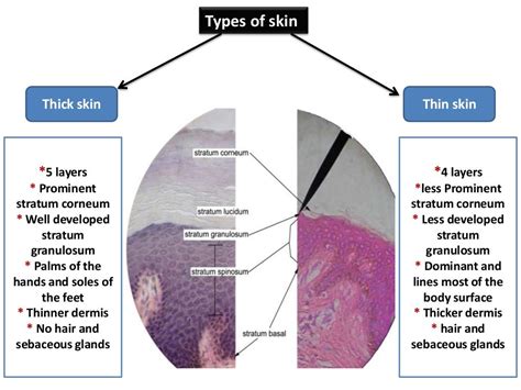 Basic Skin Histology