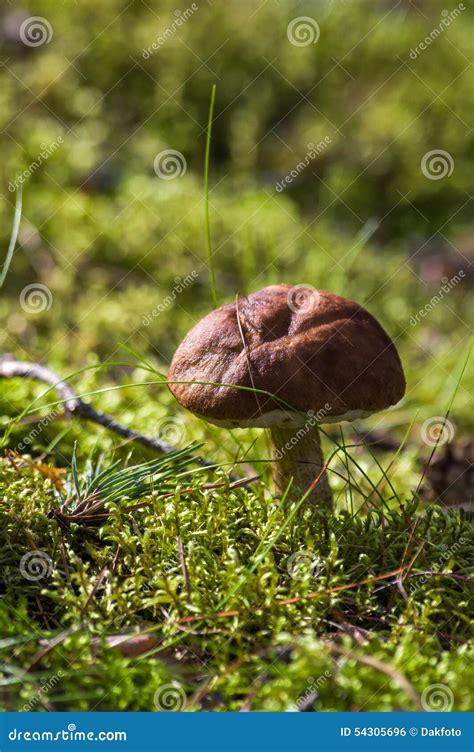 Mushroom In The Green Grass In Sunny Autumn Day Stock Photo Image Of