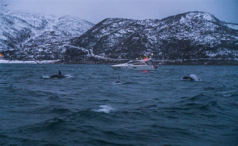 Things To Do In Norway Whale Watching With Wild Orcas In The Norway
