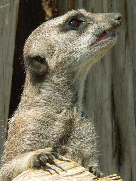 Because our website is currently very busy, you will be redirected to the waiting room. Zoo de Beauval - Suricates 06 (avec images) | Zoo de ...