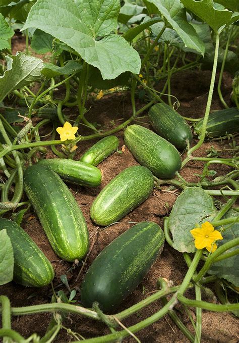 A Greenhouse Growers Guide To Cucumbers