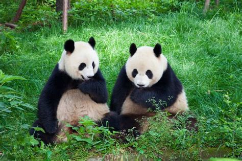Giant Pandas Are No Longer Endangered Thanks To Conservation Efforts