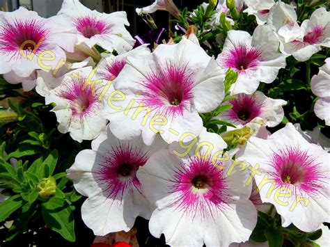 Petunias are a lovely annual flower that produce trailing vines of blooms in all sorts of colors! Prächtiger Petunien-Mix hängend & stehend 50 Samen online ...