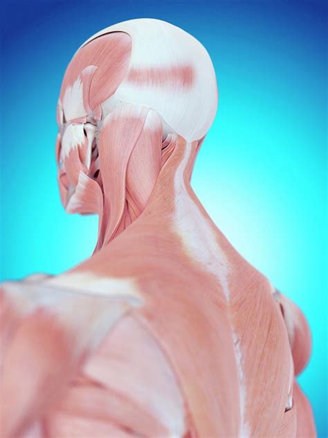 Human Neck And Back Anatomy Photograph By Sebastian Kaulitzki