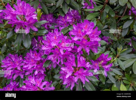 Beautiful Purple Rhododendrons The National Flower Of Nepal Stock Photo