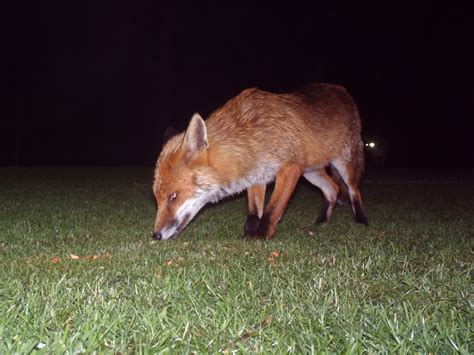 However, in the autumn season foxes tend to eat 100% of fruits. TrogTrogBlog: What do foxes like to eat?