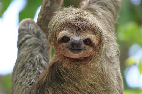 Three Toed Sloth Bradypus Variegatus A Photo On Flickriver