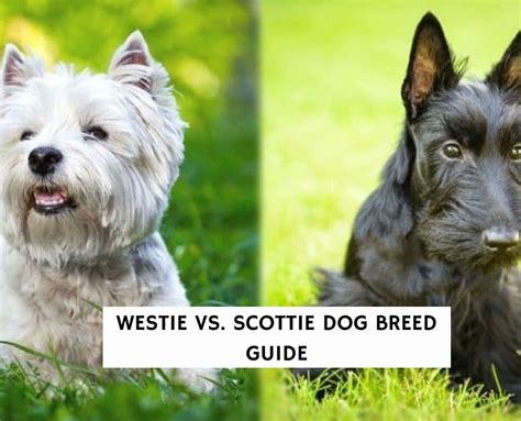 Westie Vs Scottie Dog Breed Comparison 2023 We Love Doodles