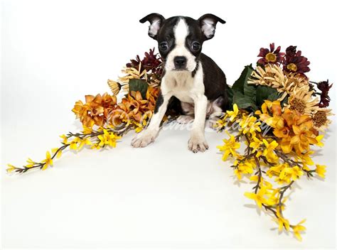 Find the perfect boston terrier puppy for sale in wisconsin, wi at puppyfind.com. BOSTON TERRIER PUPPIES FOR SALE IN WISCONSIN - FOR SALE IN WISCONSIN | BOSTON TERRIER PUPPIES ...