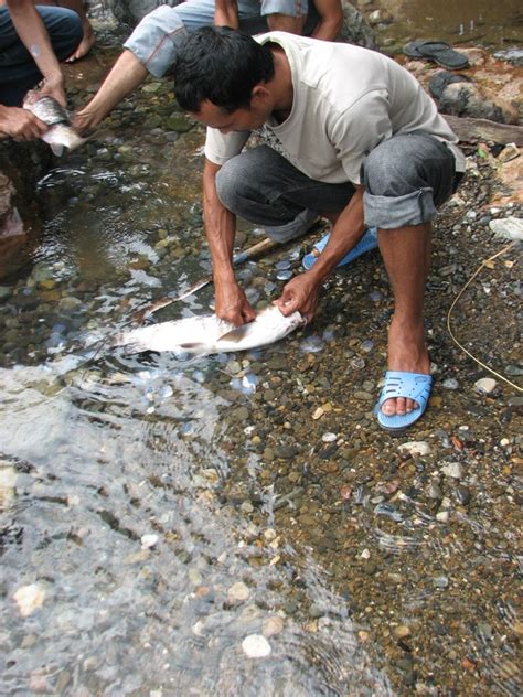 Alister leonard alai writer : Serunya Bakar Ikan Kerling di Tepian Sungai Krueng Kaleung ...
