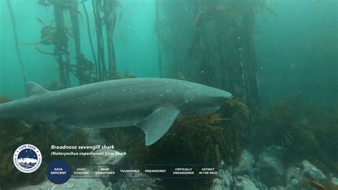Sharks Of South Africa Broadnose Sevengill Cow Shark Youtube