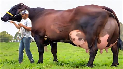 Highly Milking World Record Girlando Cow Documentary Biggest Udder Cow Gir Cow Hf Cow