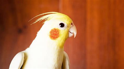 How To Care For A Pet Bird