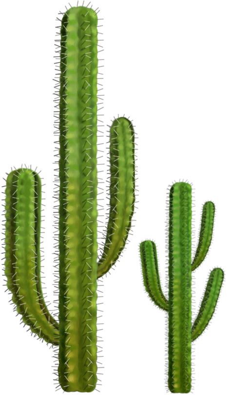 Im Genes De Cactus Cactus Imagenes De Plantas
