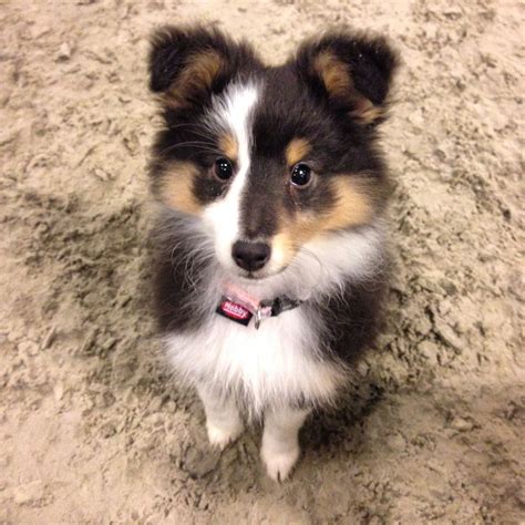 Searchsheltierecent Baby Dogs Pet Dogs Sheep