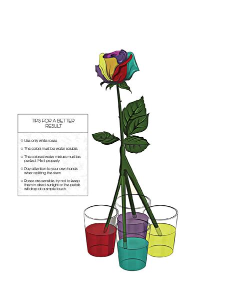 Are Rainbow Roses Real The Garden Of Eaden