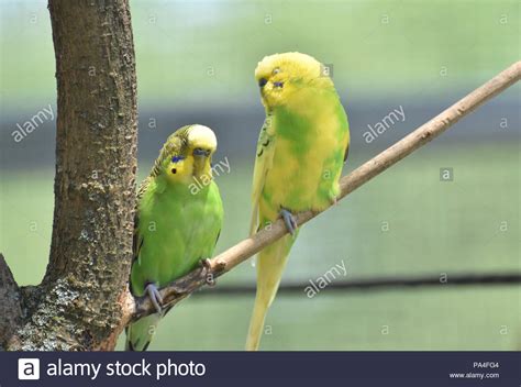 Two Yellow And Green Parakeets Sitting On A Tree Branch Stock Photo Alamy