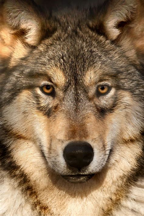 Help By Scott Denny 500px Grey Wolf Wolf Dog Wolf Face