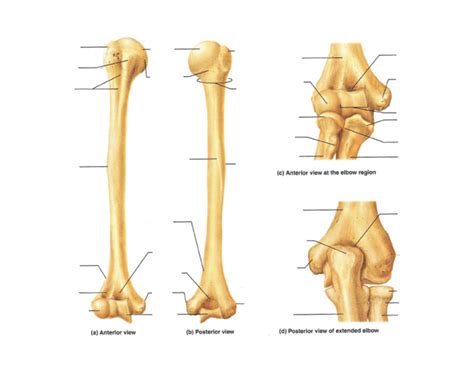 Humerus Bone Markings Diagram Posterior And Anterior Diagram Quizlet
